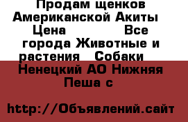 Продам щенков Американской Акиты › Цена ­ 25 000 - Все города Животные и растения » Собаки   . Ненецкий АО,Нижняя Пеша с.